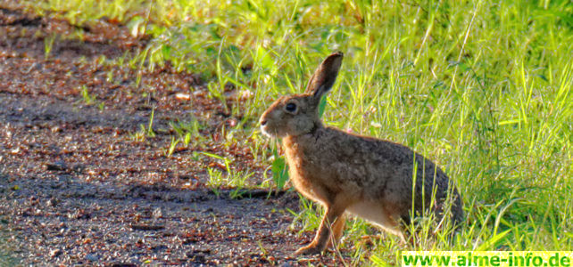 Osterwanderung für Familien