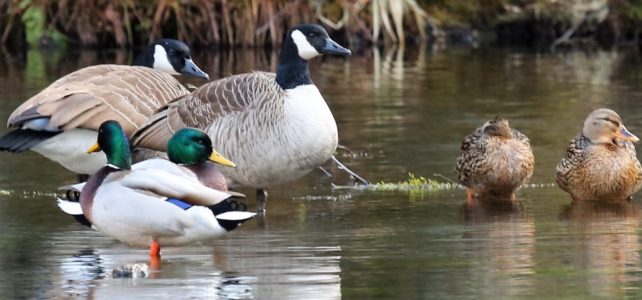Naturschutzgebiet Almequellen