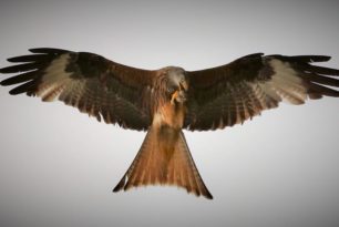 Jahreshauptversammlung Jagdgenossenschaft Alme I