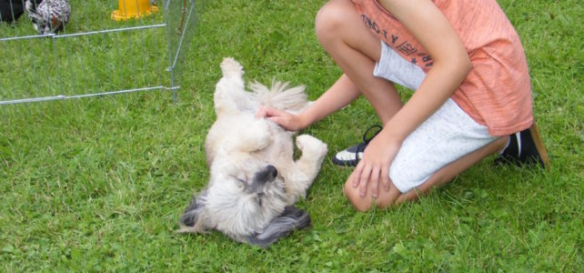 Der tierische Nachmittag fällt aus