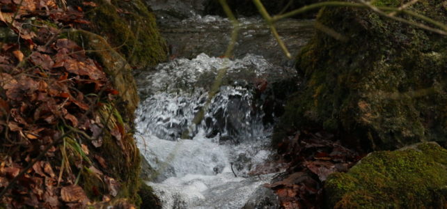 Naturkundliche Wanderung Naturkundliche Wanderung