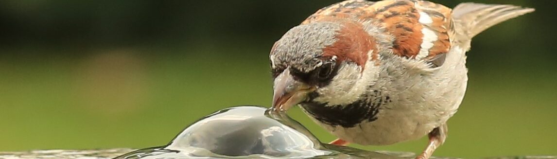 Alme – Das Dorf an den Quellen