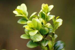 Almer Kommunionkinder basteln Palmzweige