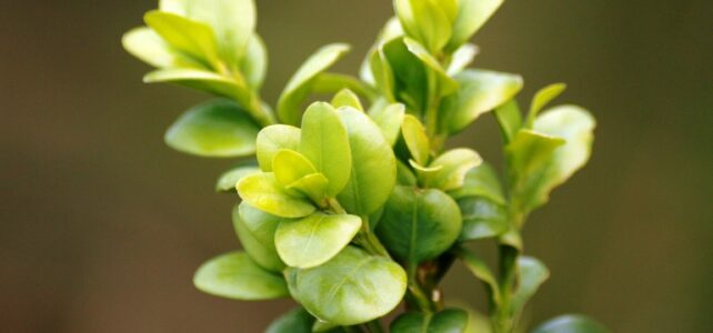 Almer Kommunionkinder basteln Palmzweige