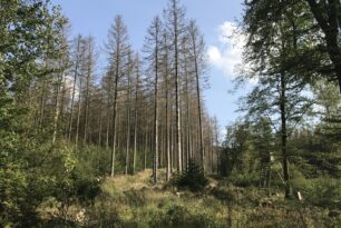 Was ist los mit unserem Wald ?