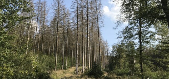 Was ist los mit unserem Wald ?
