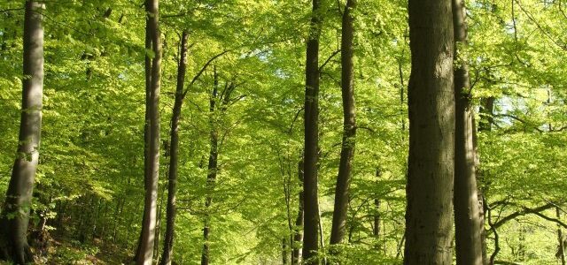 Offener Wandertreff