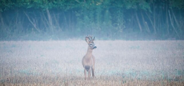 Jahreshauptversammlung der Jadgenossenschaft Alme I