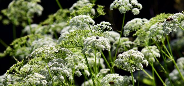 Krautbundweihe am Entenstall