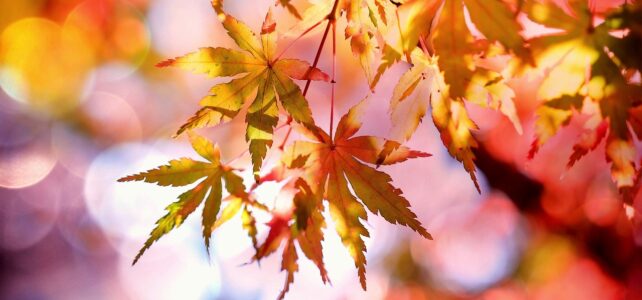 Caritas Konferenz Alme lädt ein