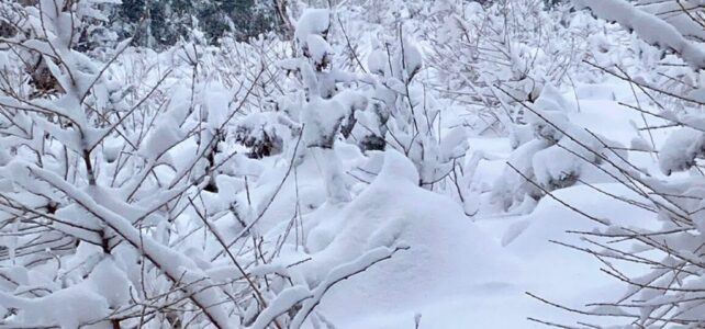 Winterwanderung & Grünkohlessen