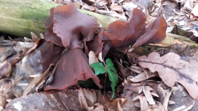 Pilz des Jahres 2017 - Judasohr