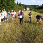Kräuterwanderung am 19.7