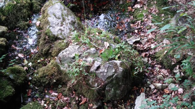 (fast) ausgetrocknete Almequellen Sommer 2018