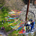 Der Maibaum wird bunt