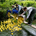 Wasserradfest mit Entenrennen